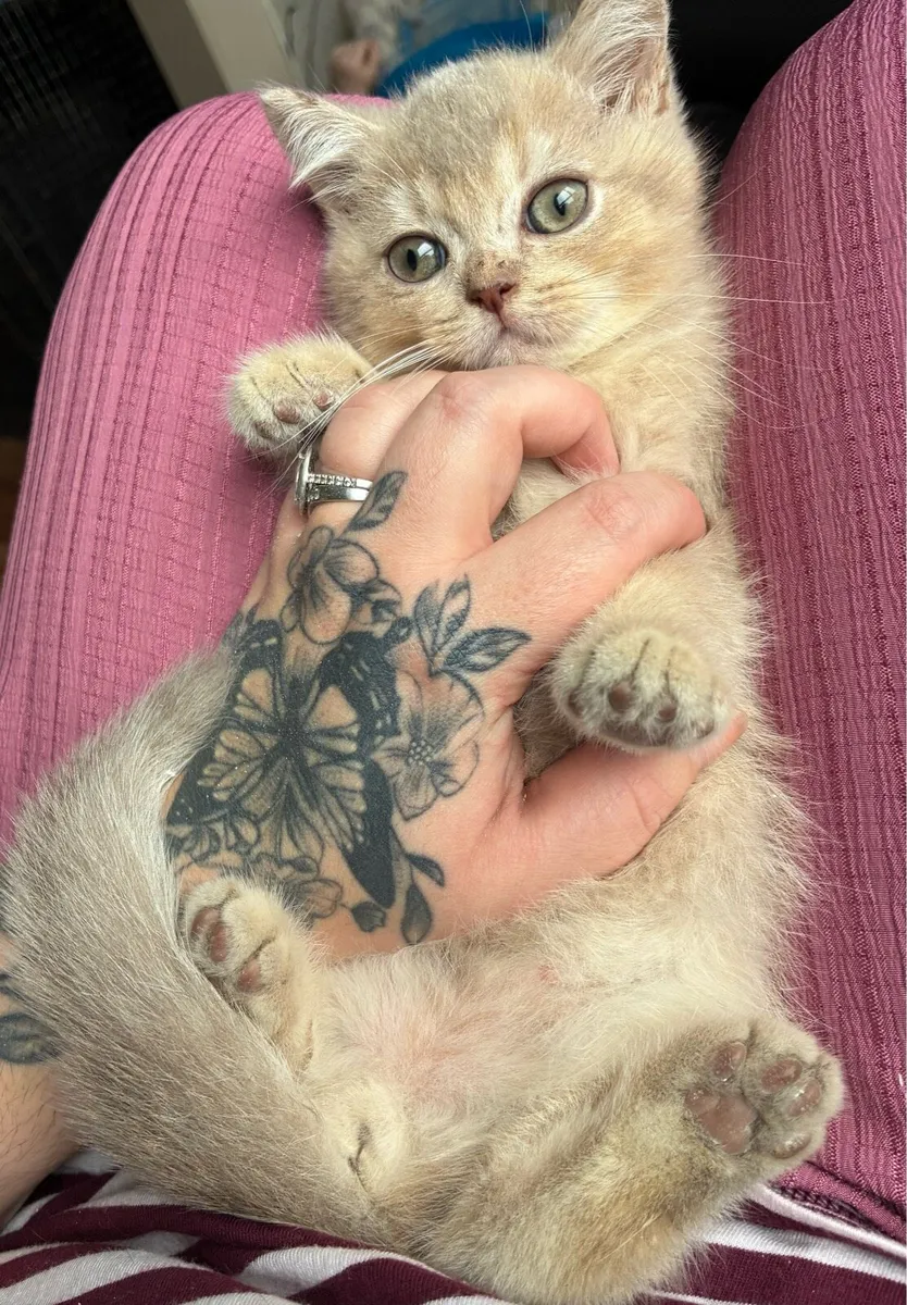 British shorthair kitten - Image 2