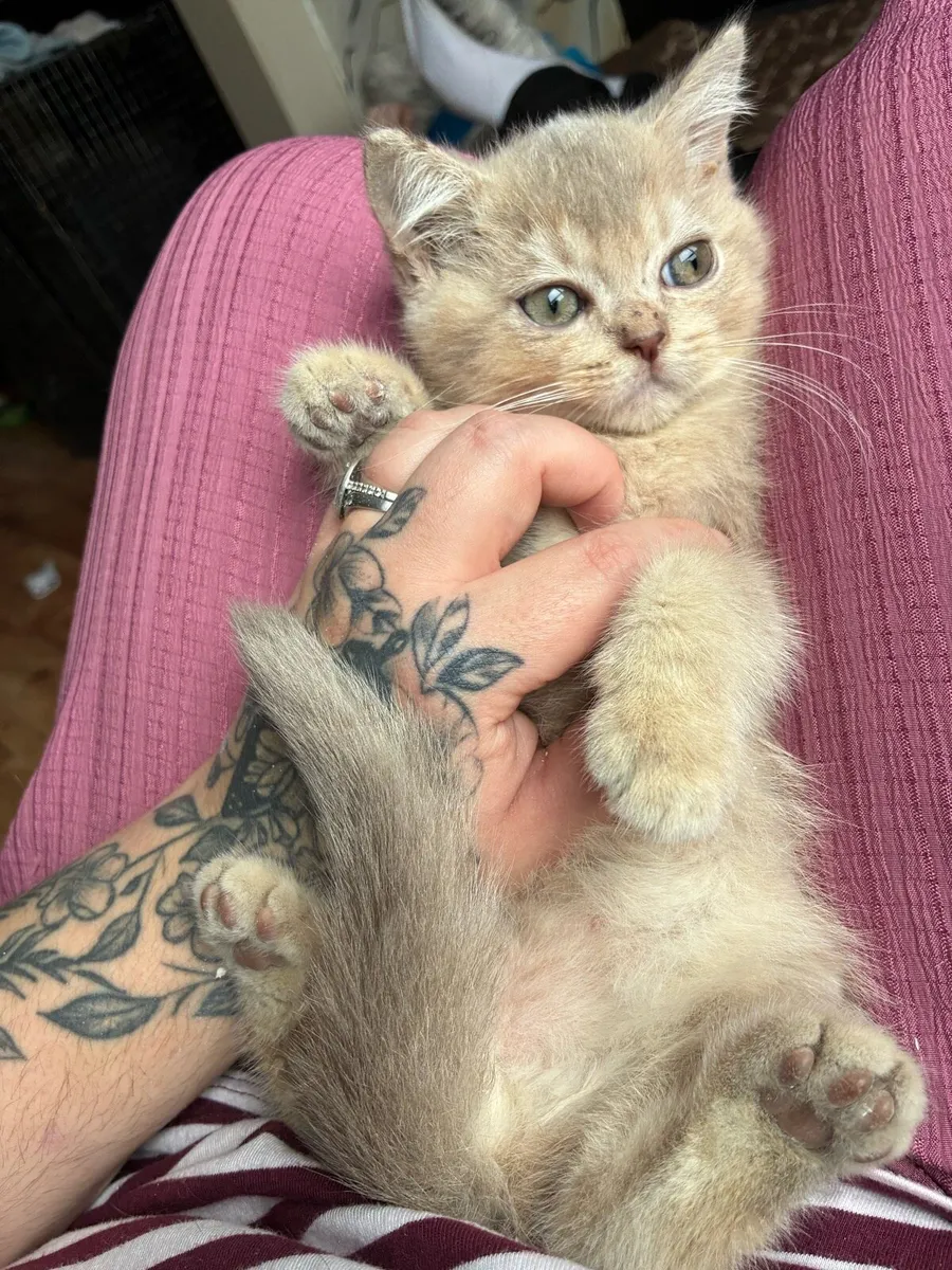 British shorthair kitten - Image 3