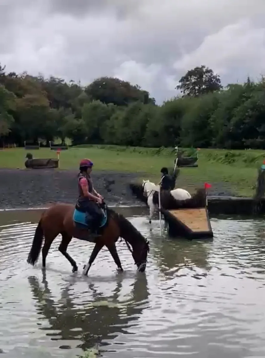 4yr old bay filly - Image 3