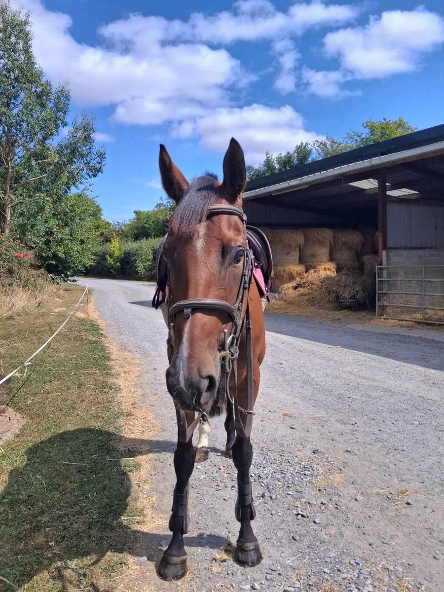 4yr old bay filly - Image 4