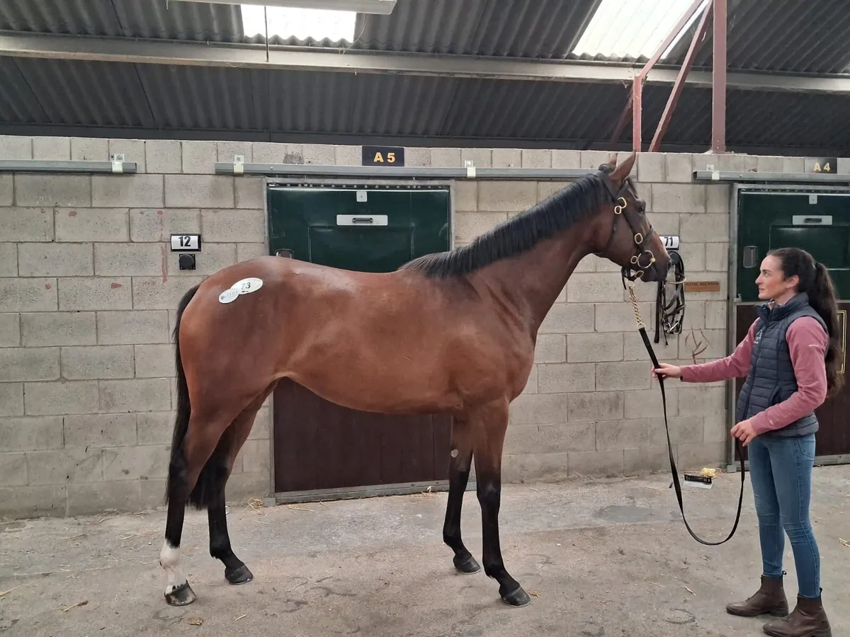 4yr old bay filly - Image 4