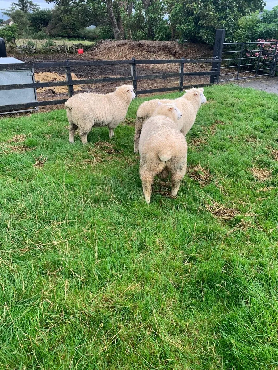 Galway and Lleyn lambs for sale - Image 1