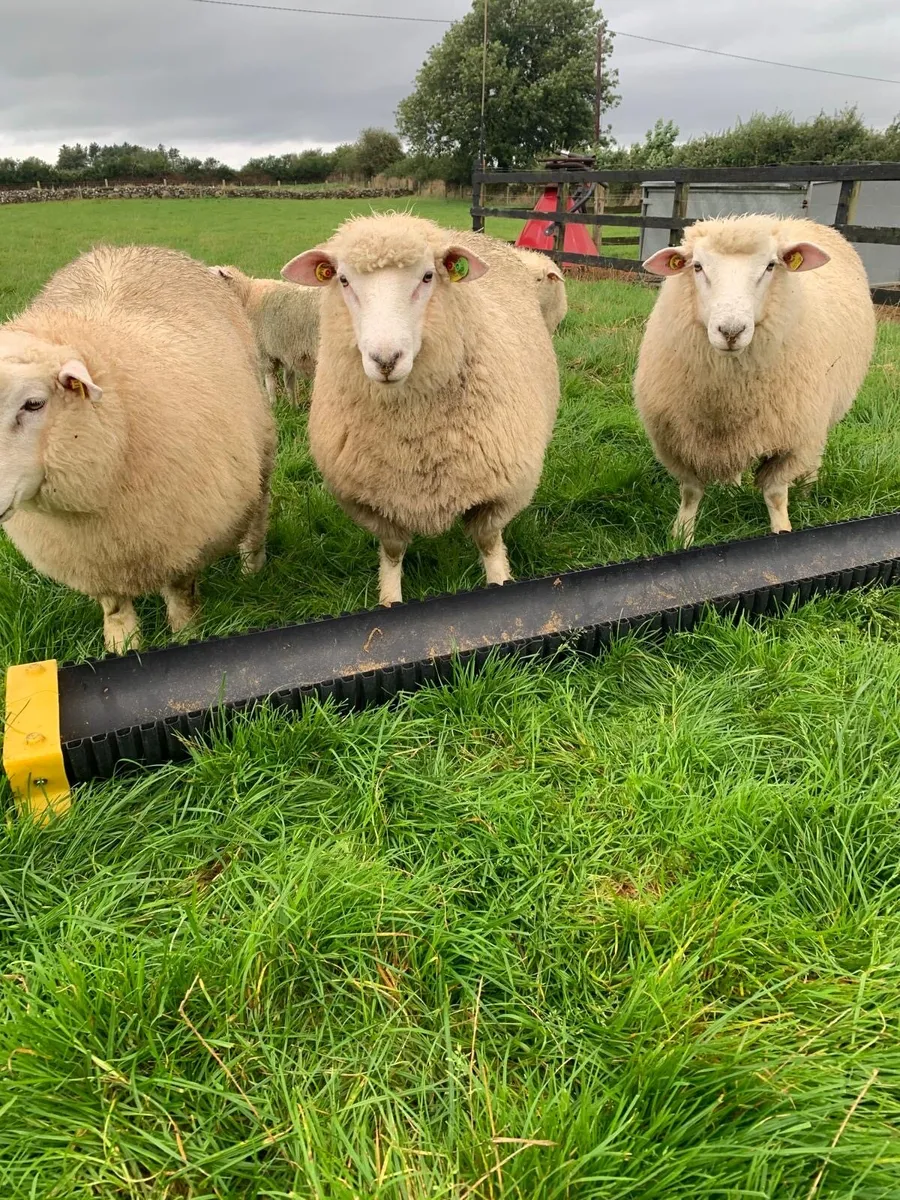 Galway and Lleyn lambs for sale - Image 2