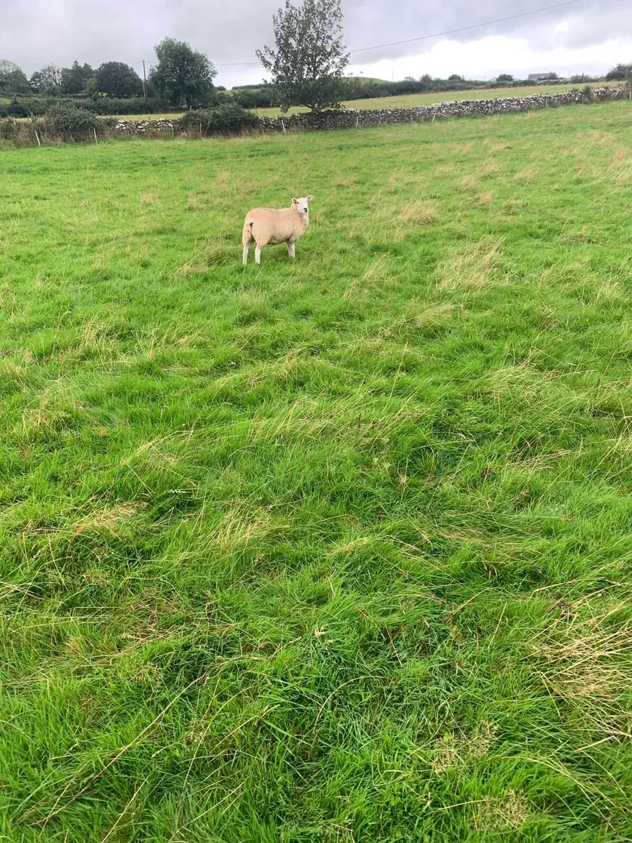 Galway and Lleyn lambs for sale - Image 3