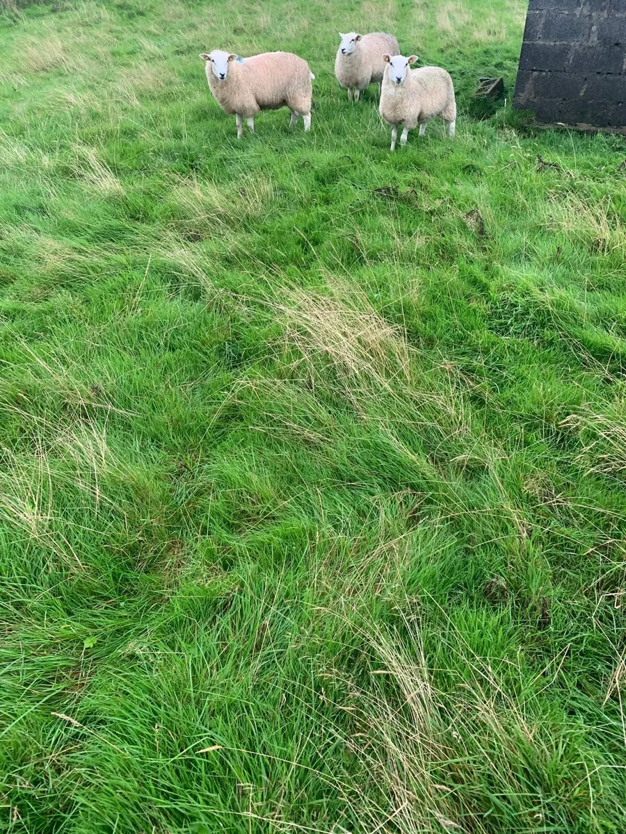 Galway and Lleyn lambs for sale - Image 4