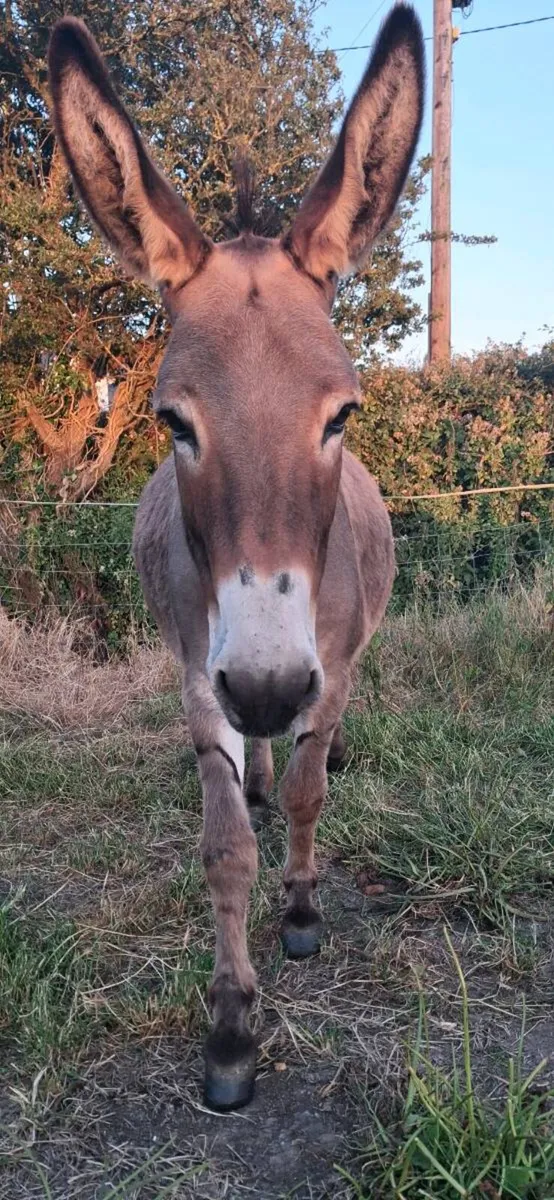 Jenny Donkey - Image 2