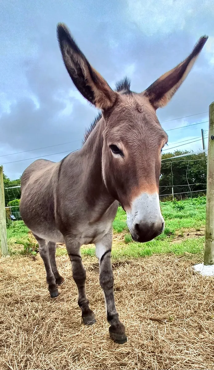 Jenny Donkey - Image 3