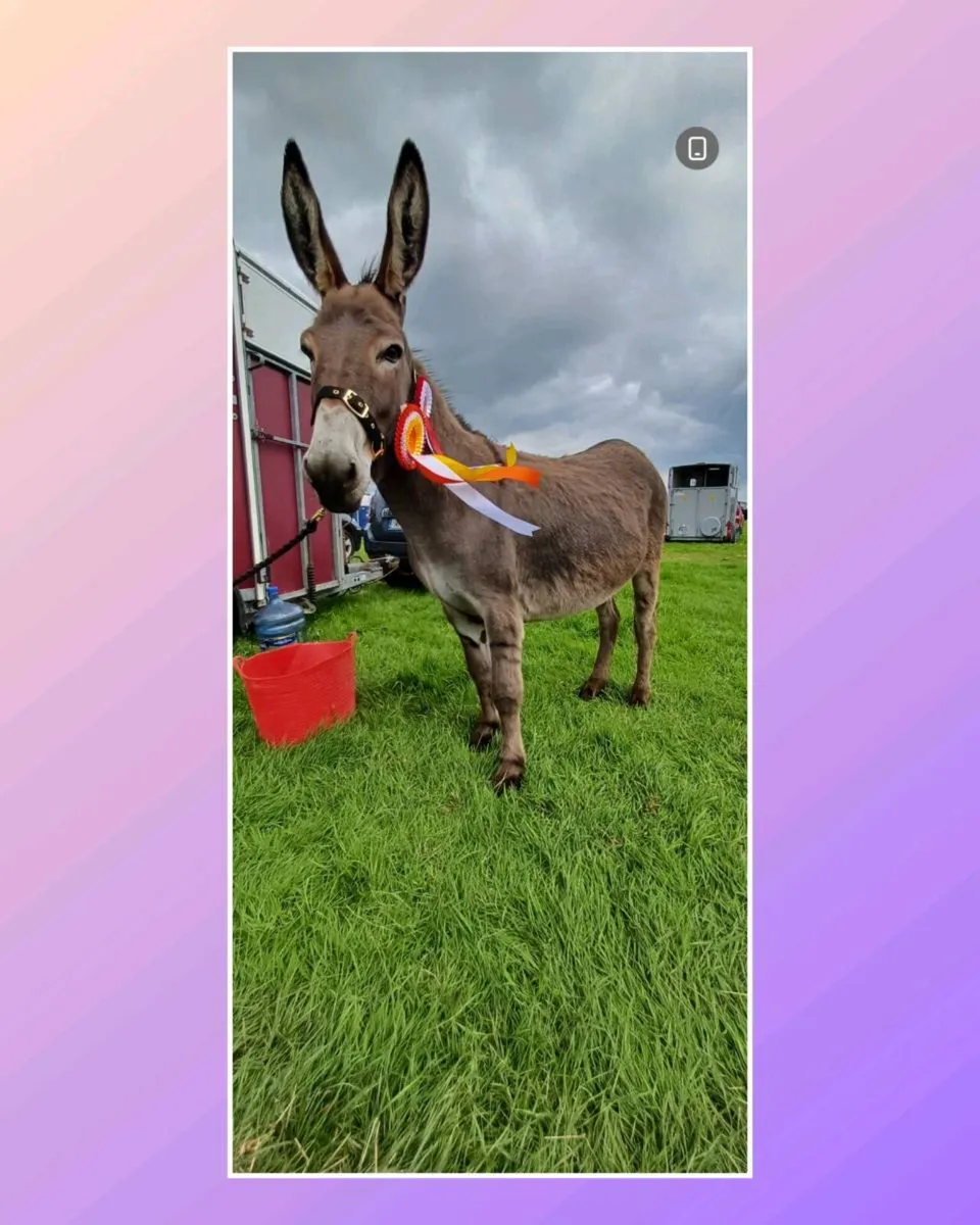 Jenny Donkey - Image 1