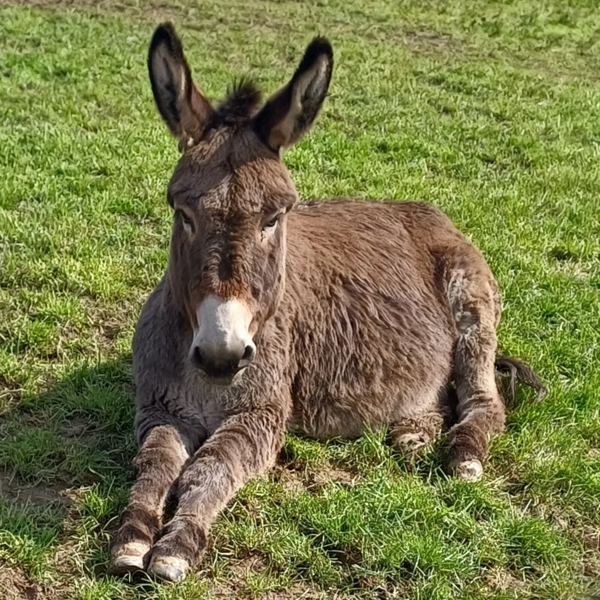 Jenny Donkey - Image 4