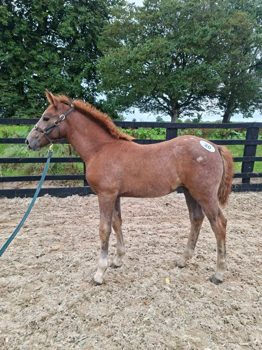 Irish draught/irish sport horse - Image 2