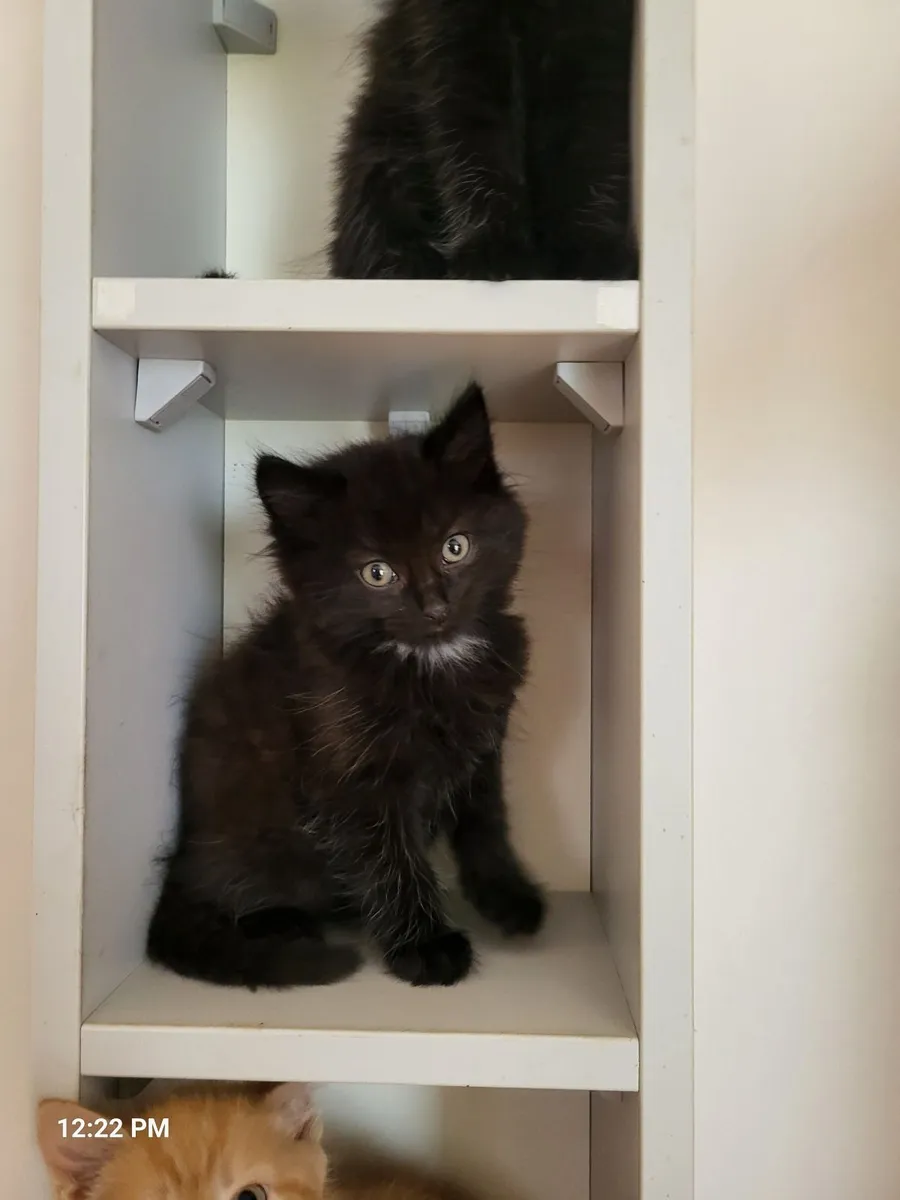 Cats - Image 2