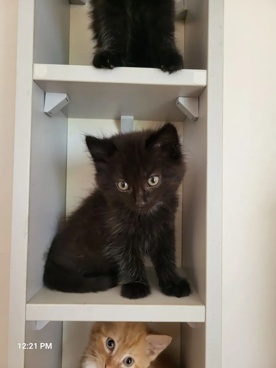 Cats - Image 4