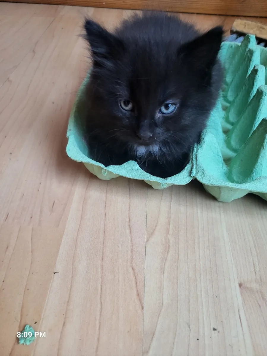 Cats - Image 1
