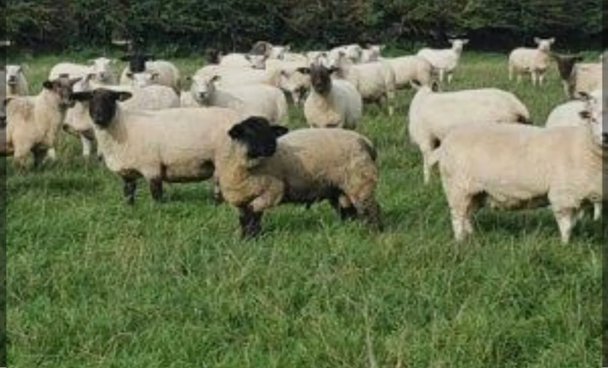 BALLINASLOE MART ORGANIC SHEEP SALE - Image 2