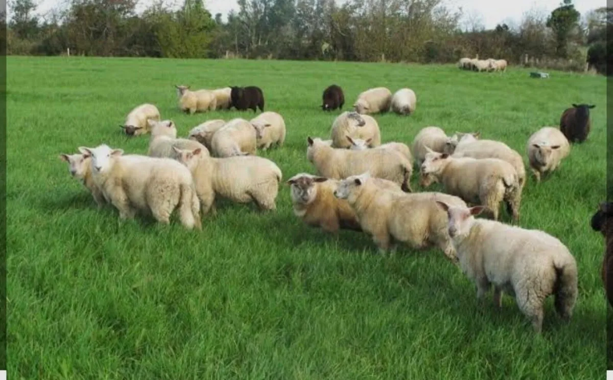 BALLINASLOE MART ORGANIC SHEEP SALE - Image 3
