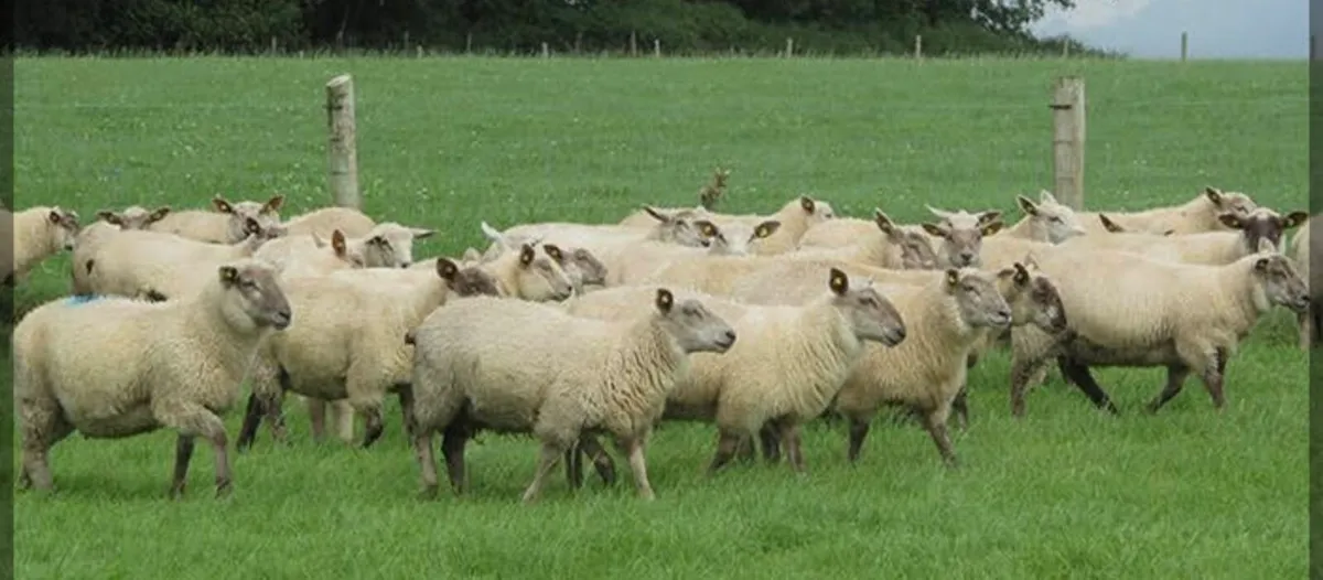 BALLINASLOE MART ORGANIC SHEEP SALE - Image 4