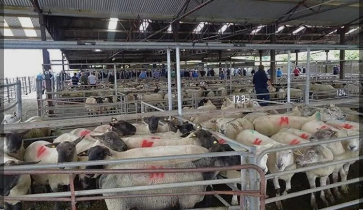 BALLINASLOE MART ORGANIC SHEEP SALE - Image 1
