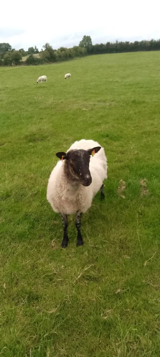 Livestock - Image 4