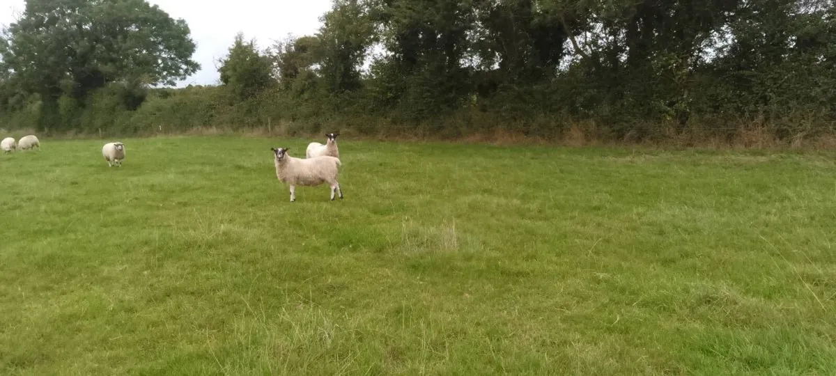 Livestock - Image 3
