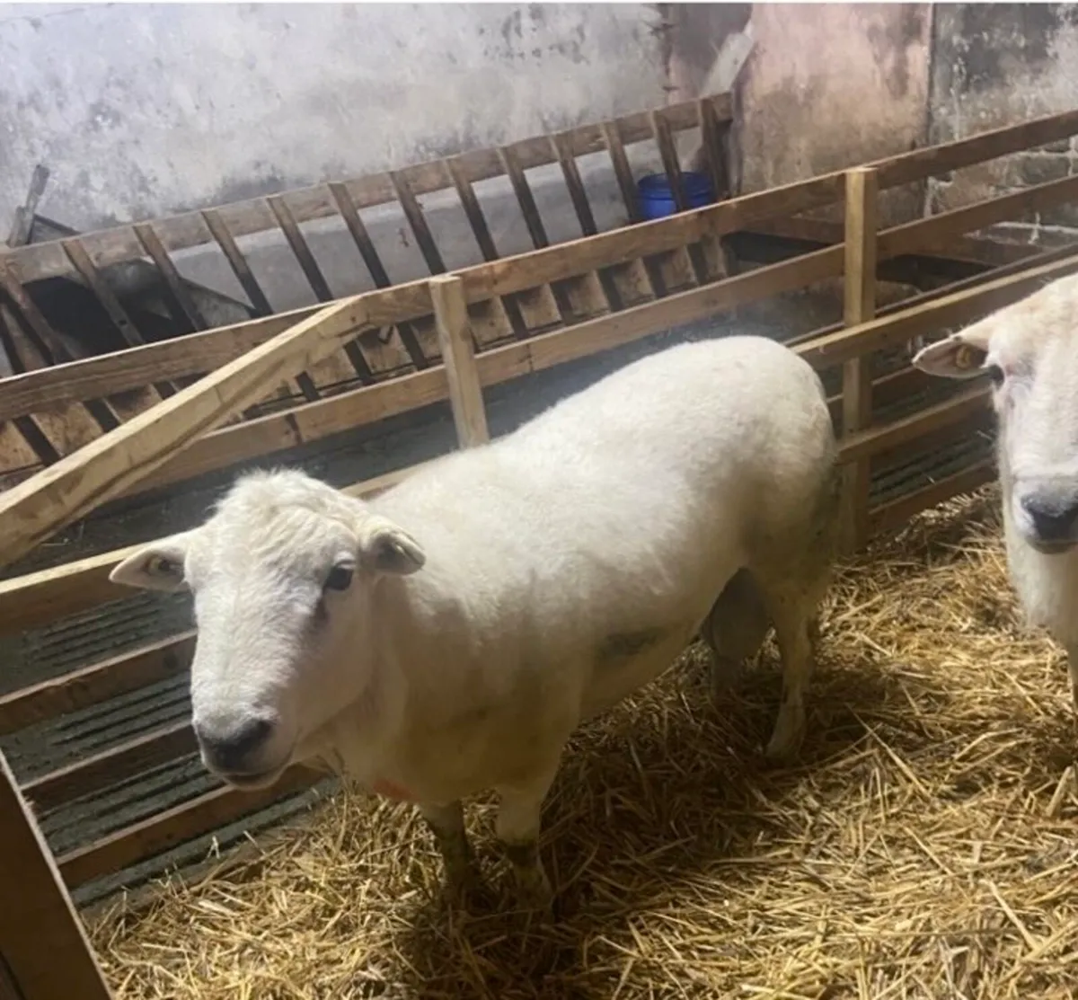 2 easy care rams for sale - Image 3