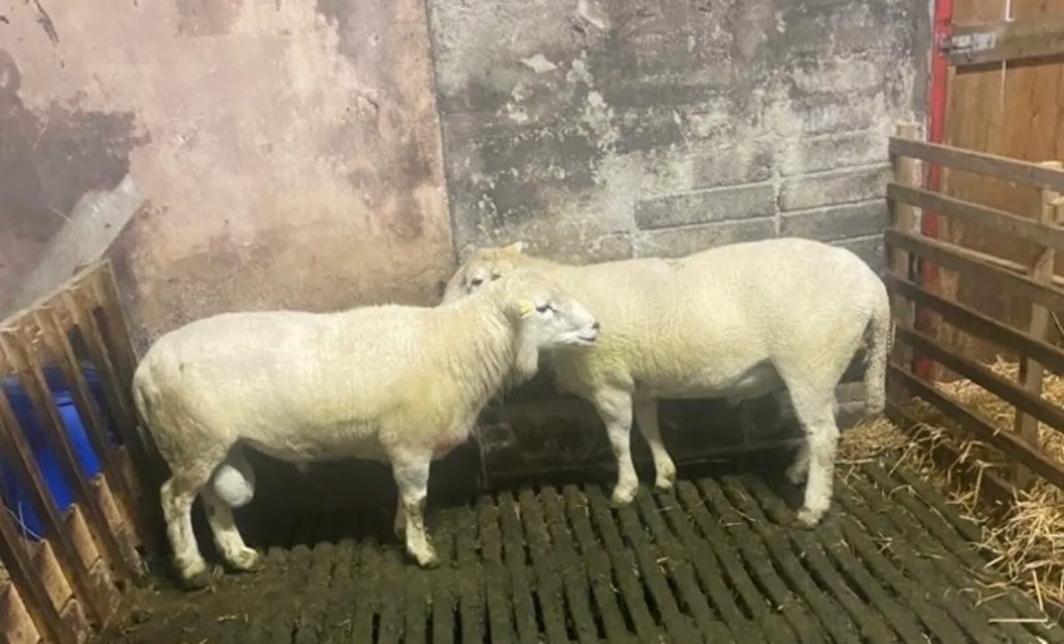 2 easy care rams for sale - Image 4