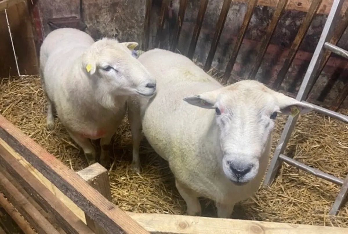 2 easy care rams for sale - Image 1