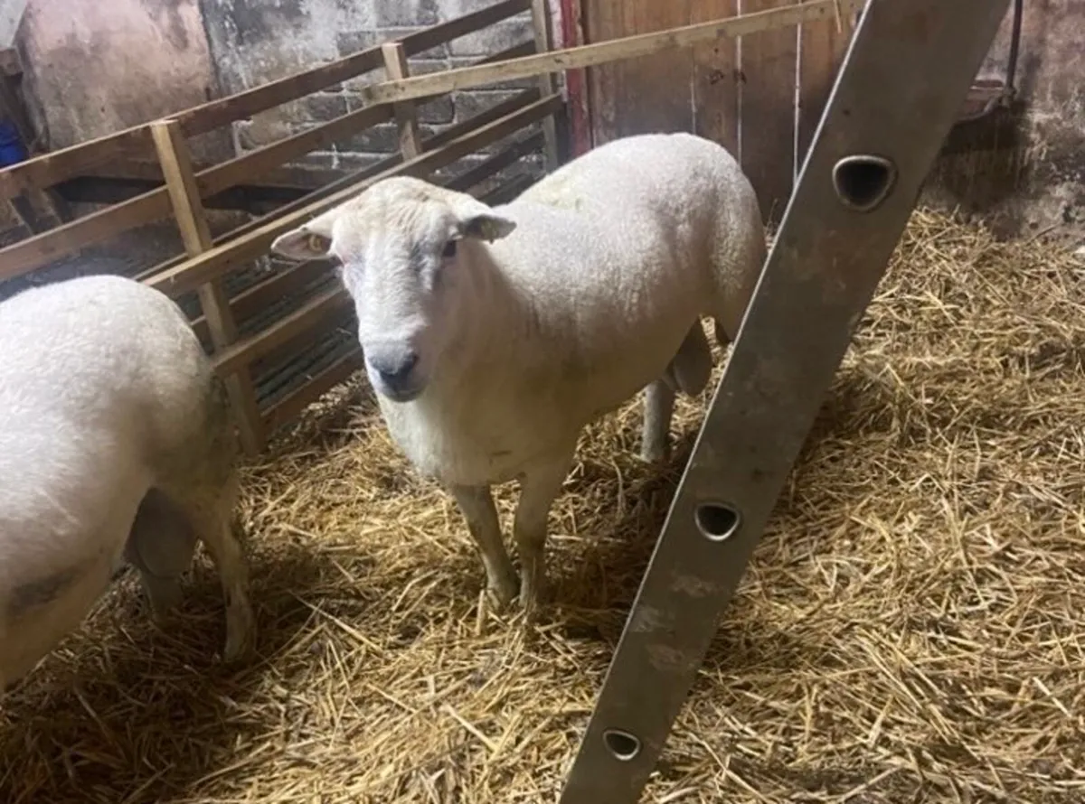 2 easy care rams for sale - Image 2