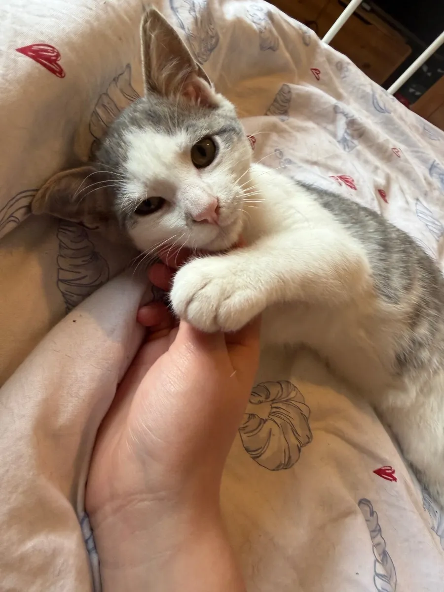 Kitten - Image 1