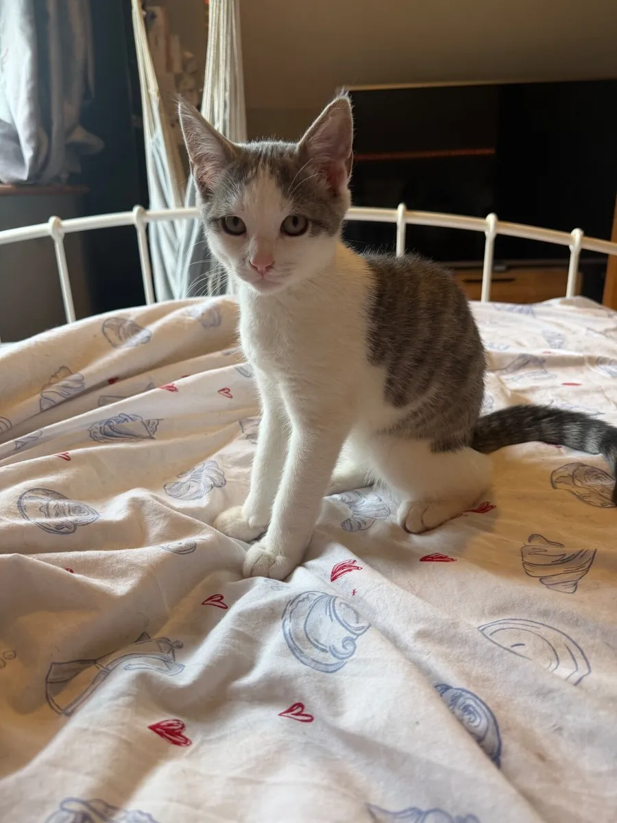 Kitten - Image 2