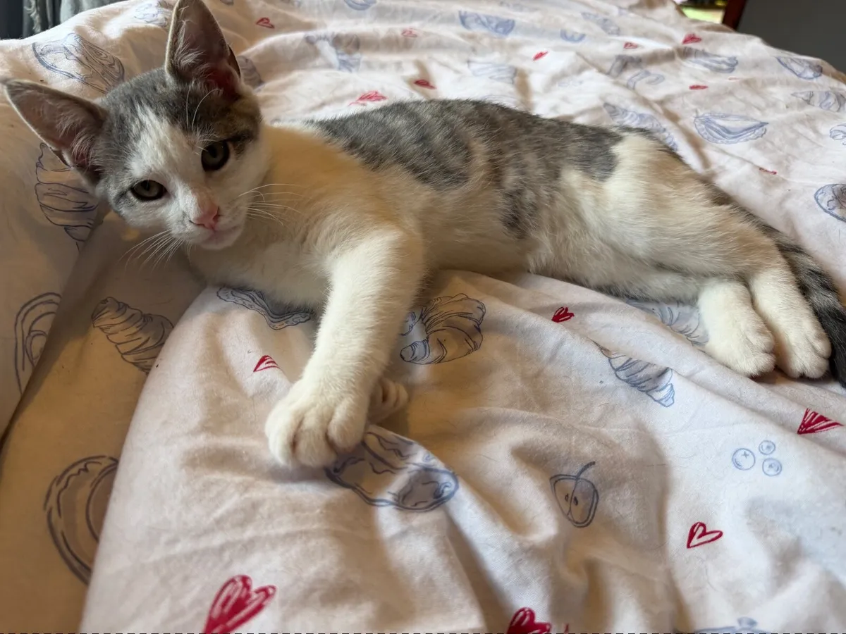 Kitten - Image 3