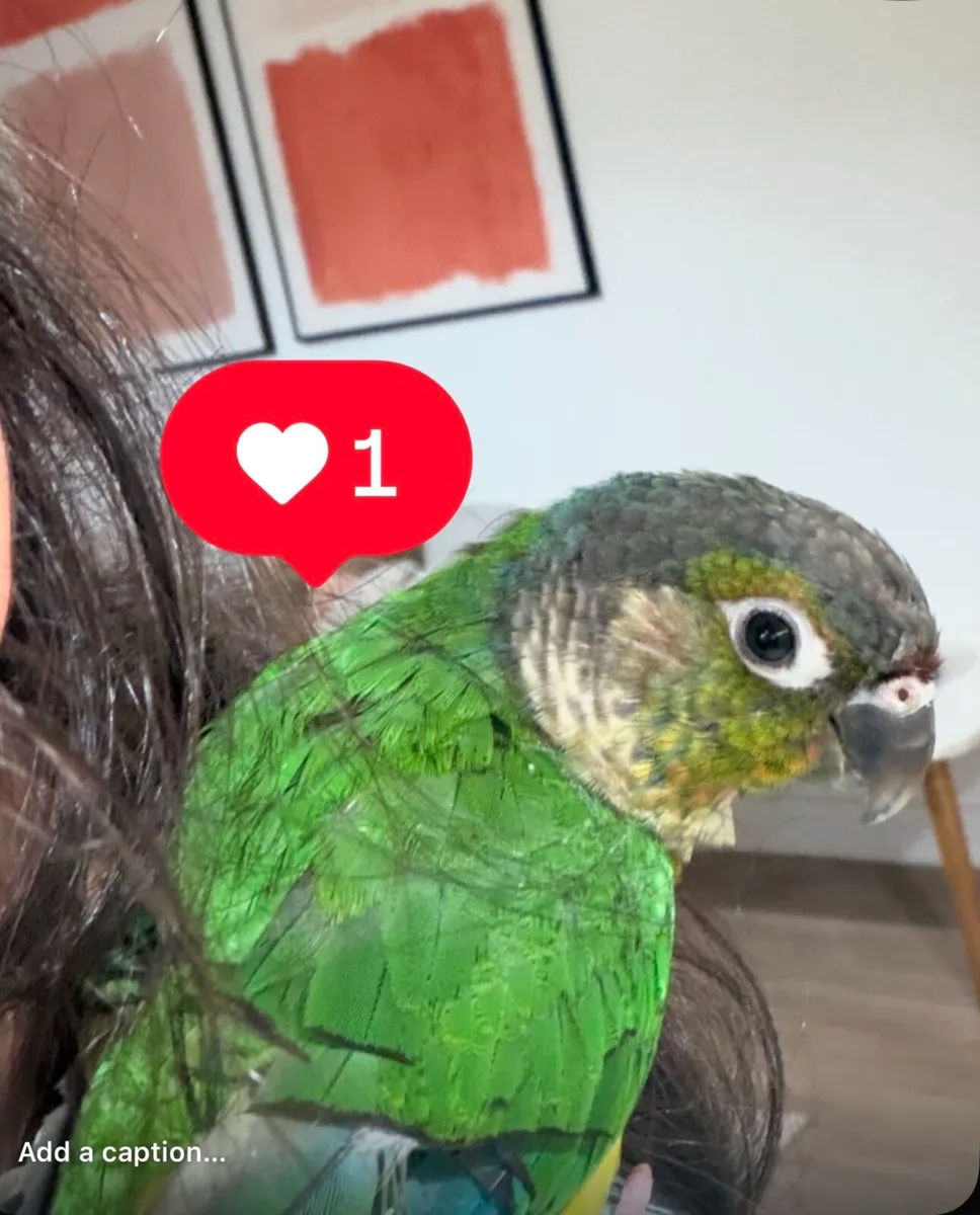 Green-cheeked conure so friendly hand reared - Image 1
