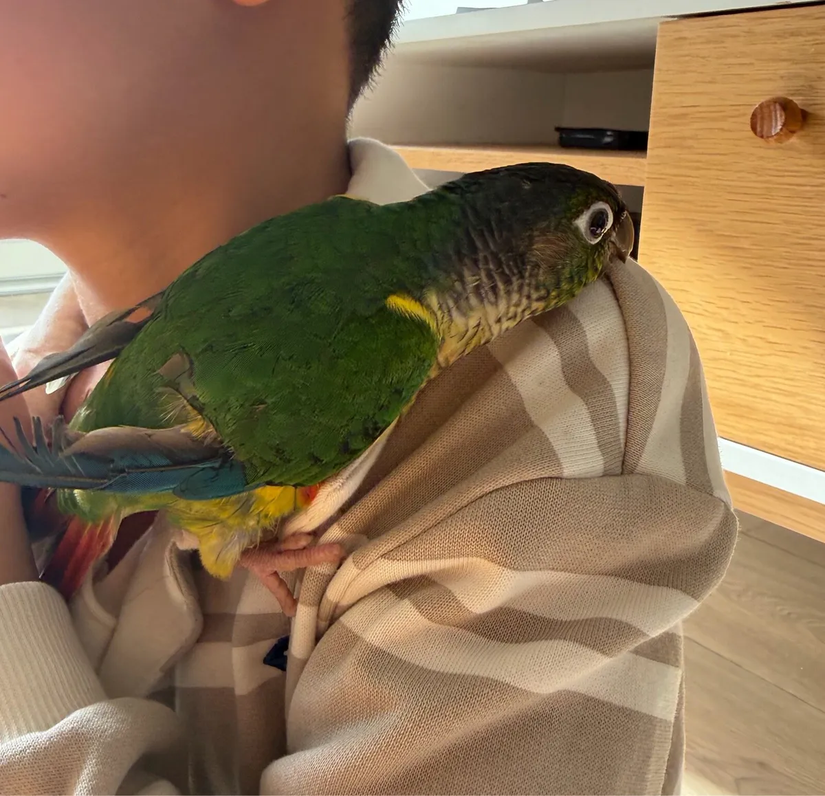 Green-cheeked conure so friendly hand reared - Image 2