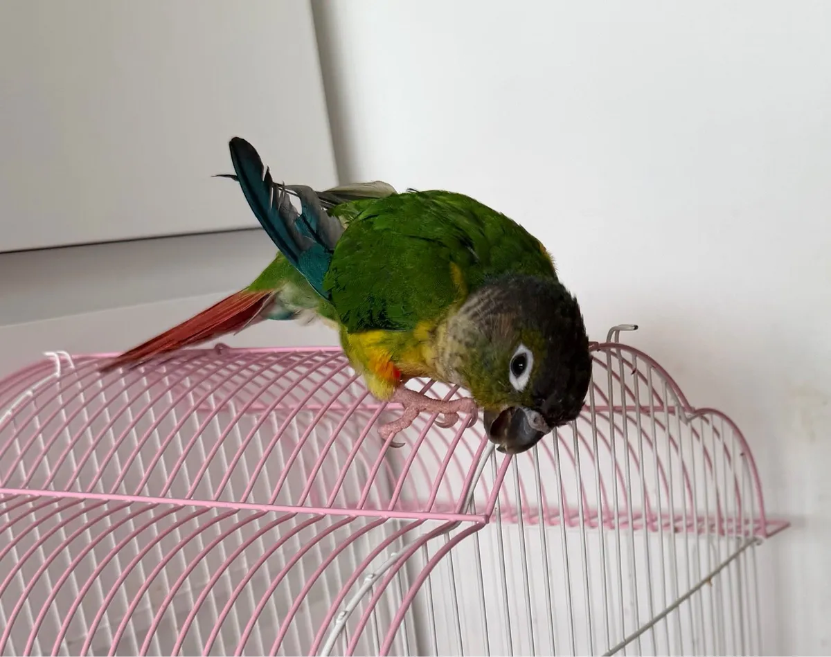 Green-cheeked conure so friendly hand reared - Image 4
