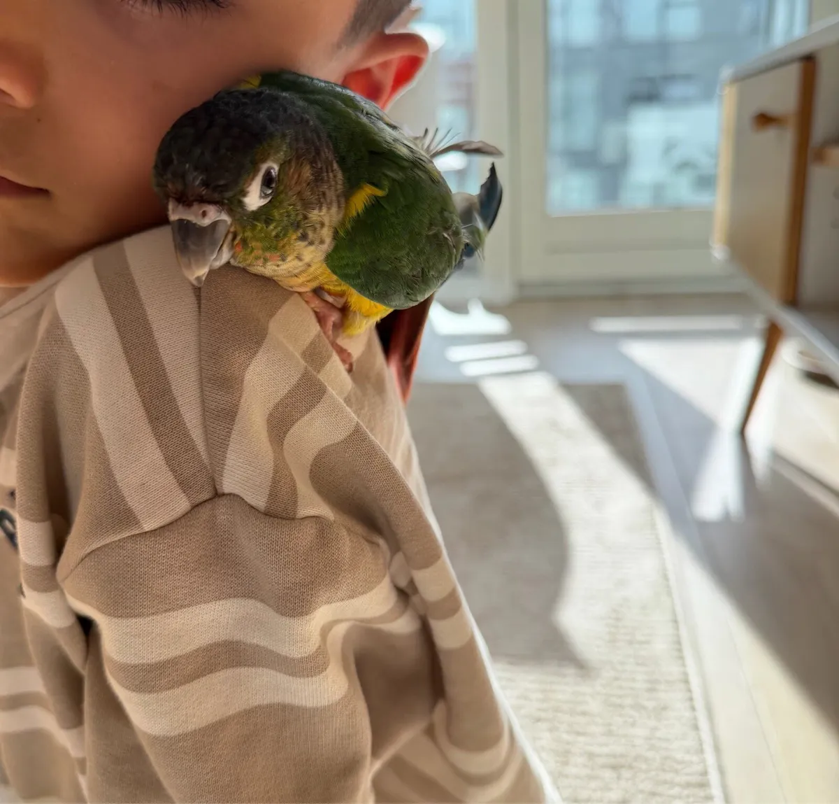 Green-cheeked conure so friendly hand reared - Image 3