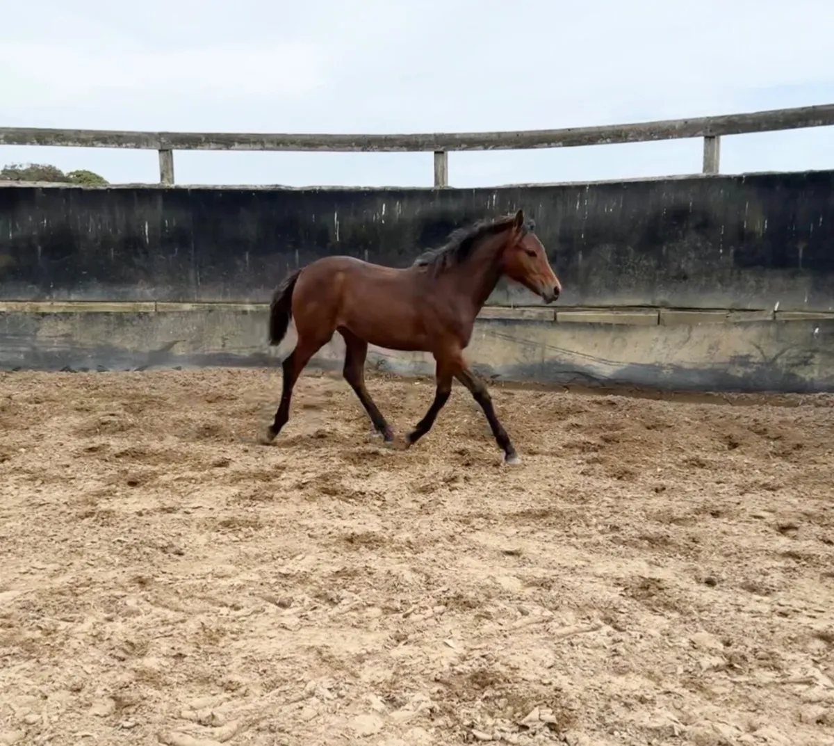 Connemara x ISH Performance Filly - Image 1
