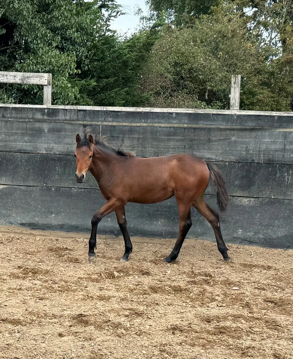 Connemara x ISH Performance Filly - Image 2