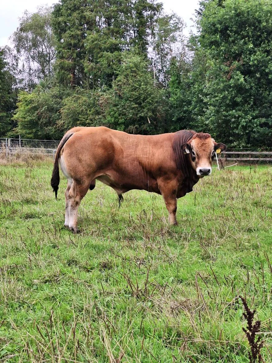 Parthenaise  bull - Image 1