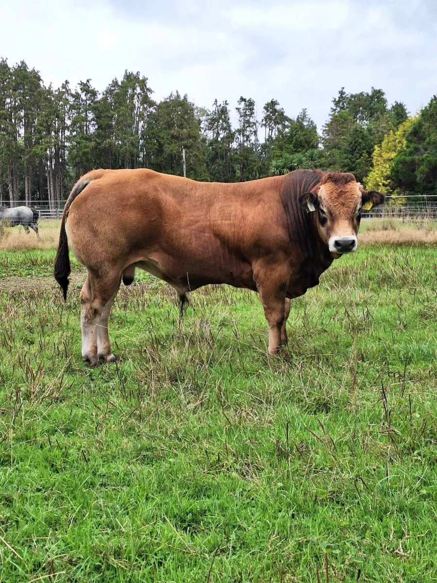 Parthenaise  bull - Image 2