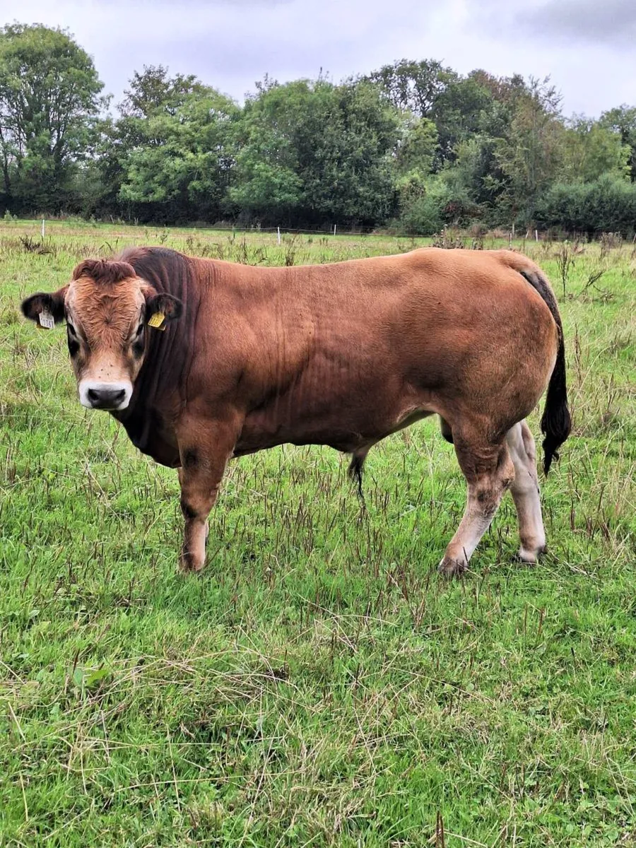 Parthenaise  bull - Image 3