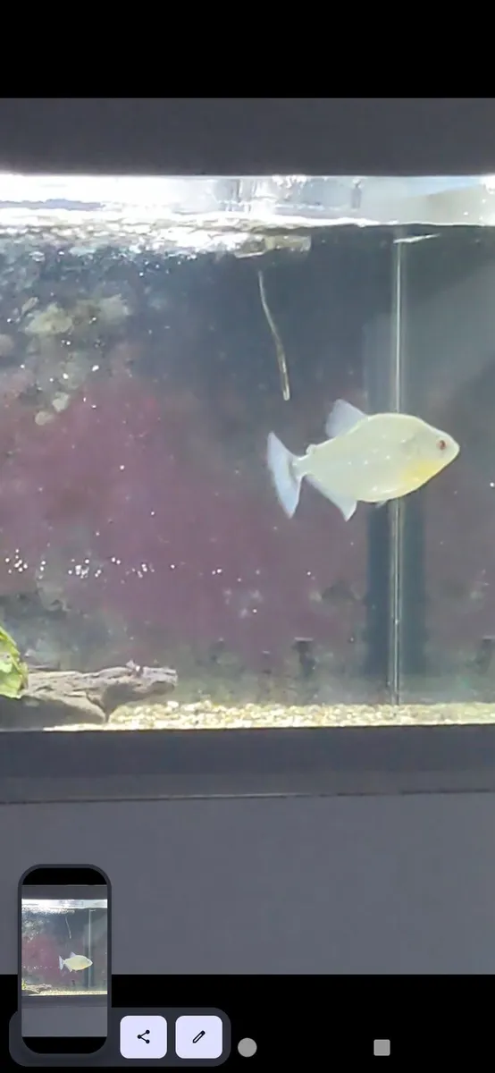 Wild black piranha for sale - Image 1