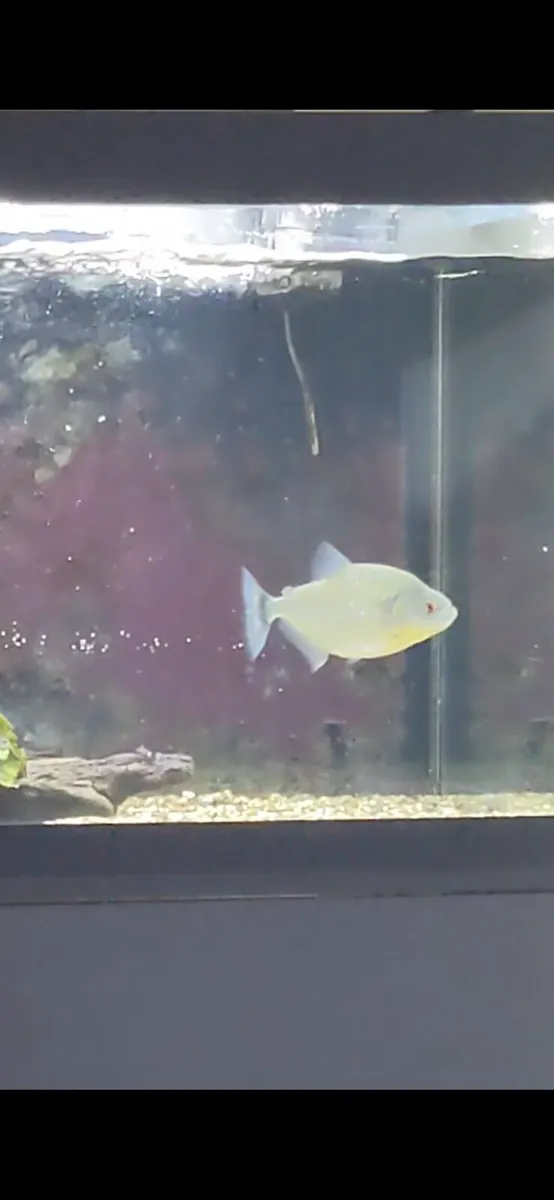 Wild black piranha for sale - Image 2