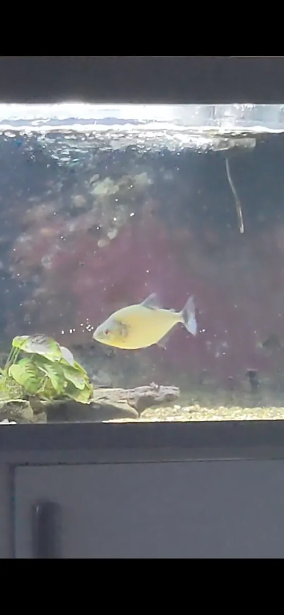 Wild black piranha for sale - Image 3