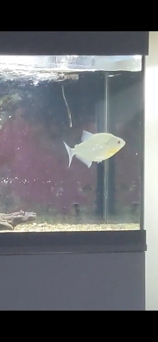 Wild black piranha for sale - Image 4