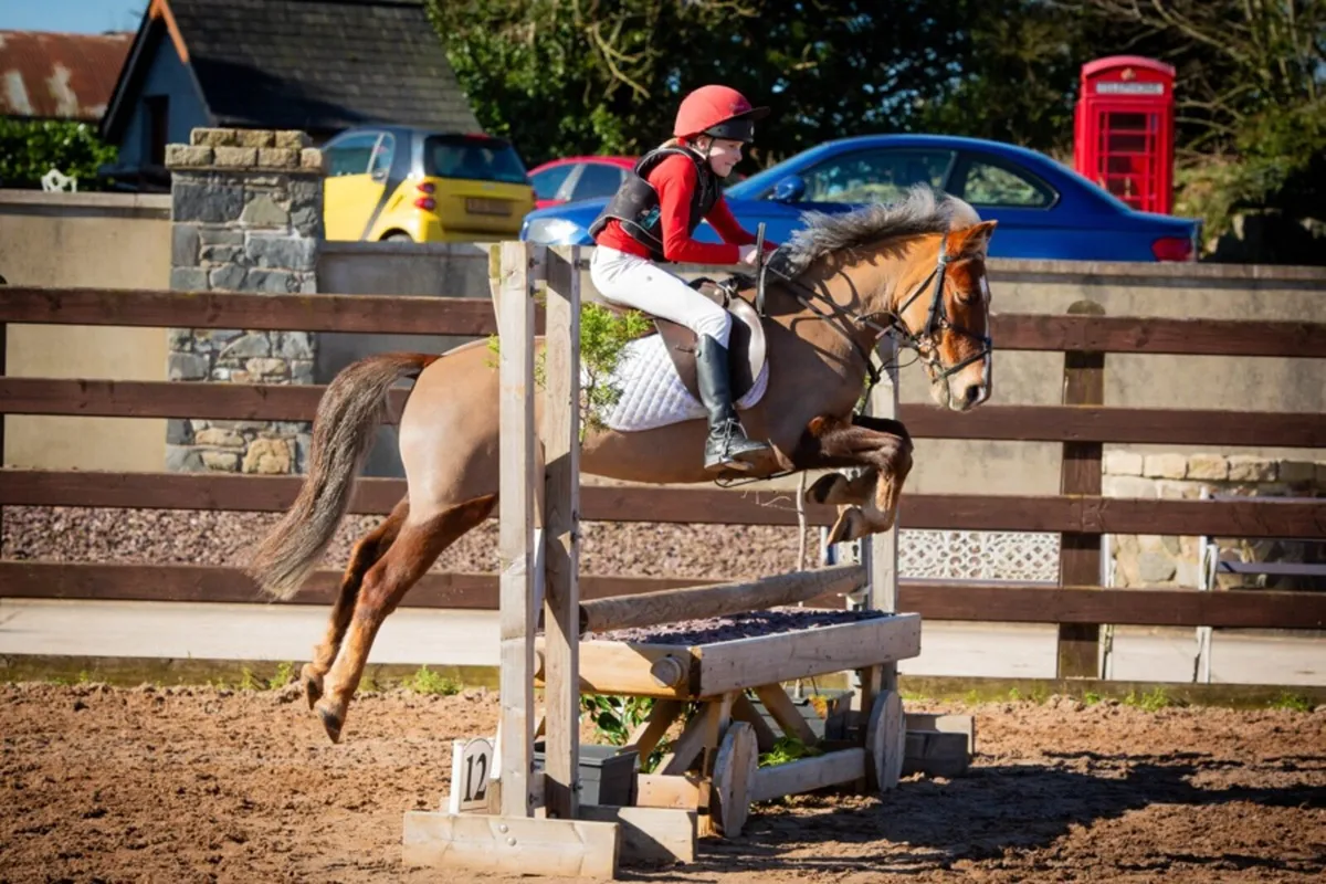 122cm 7 year old Gelding - Image 2
