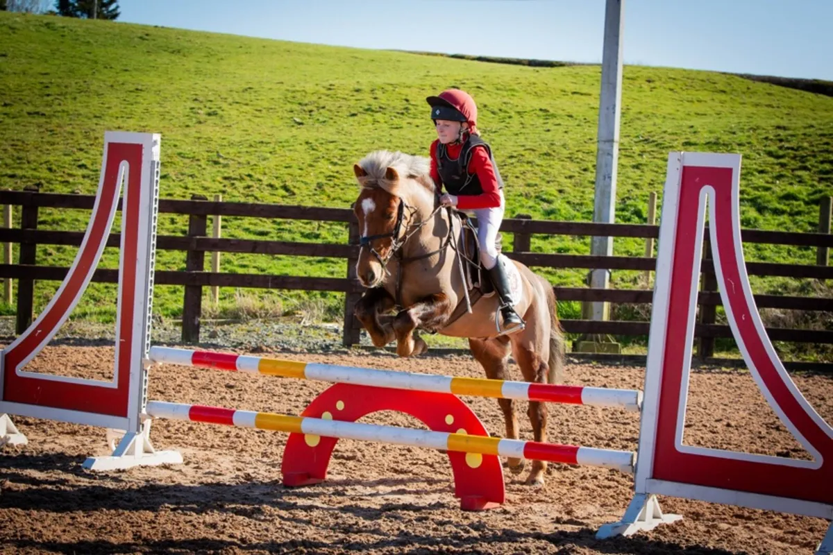 122cm 7 year old Gelding - Image 1