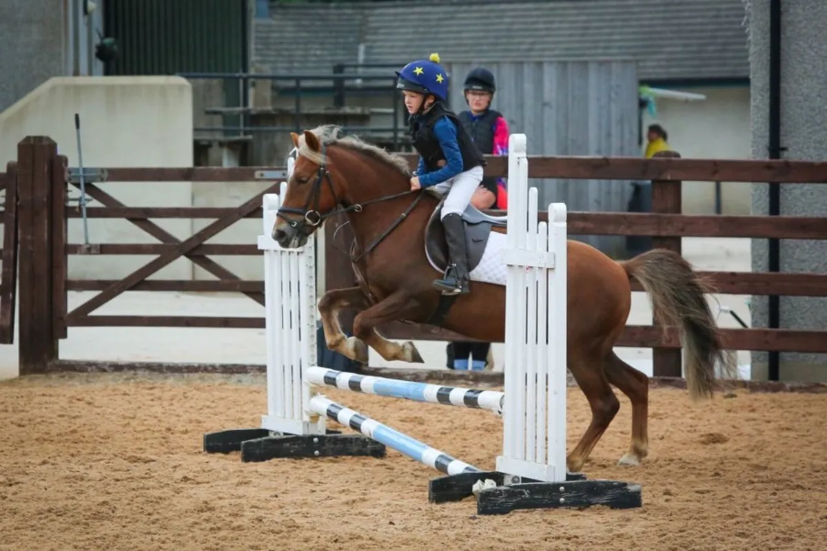 122cm 7 year old Gelding - Image 3