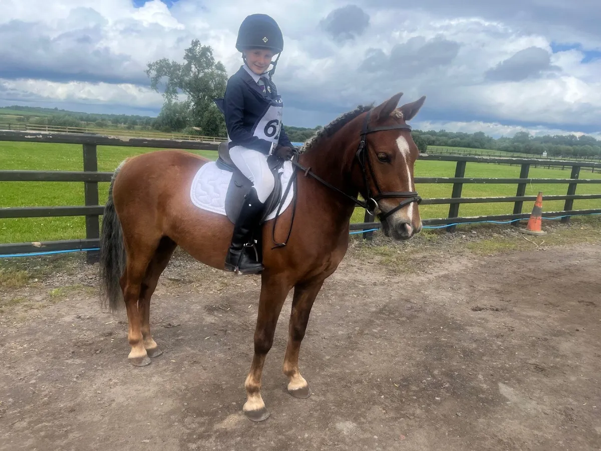 122cm 7 year old Gelding - Image 4