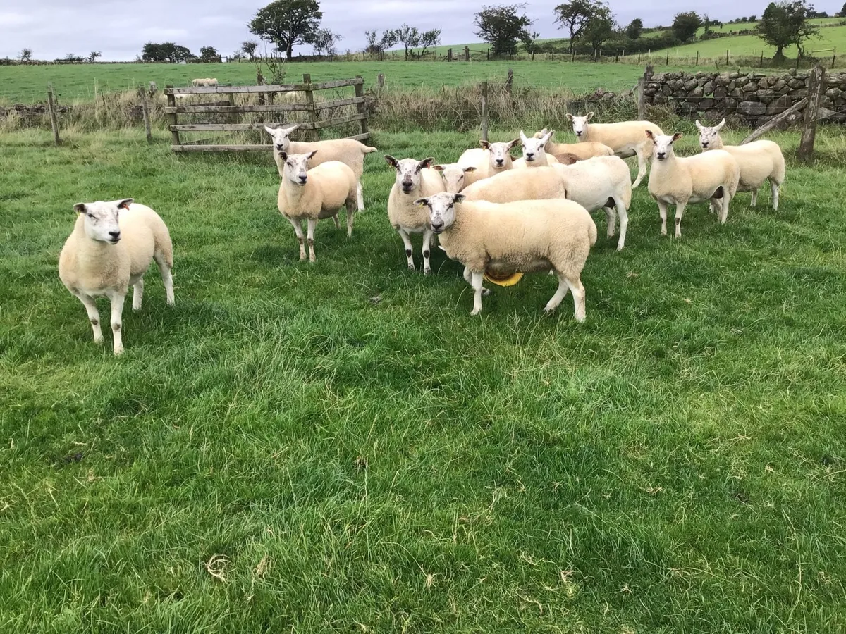 Texel-Mule Hogget Ewes - Image 3