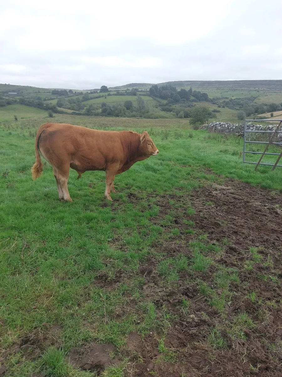 Bull weanlings - Image 1