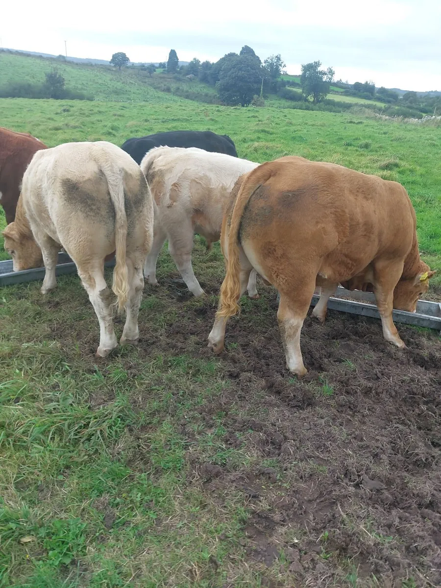 Bull weanlings - Image 2